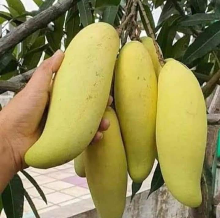 আম