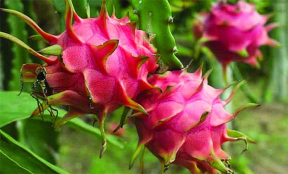 ড্রাগন