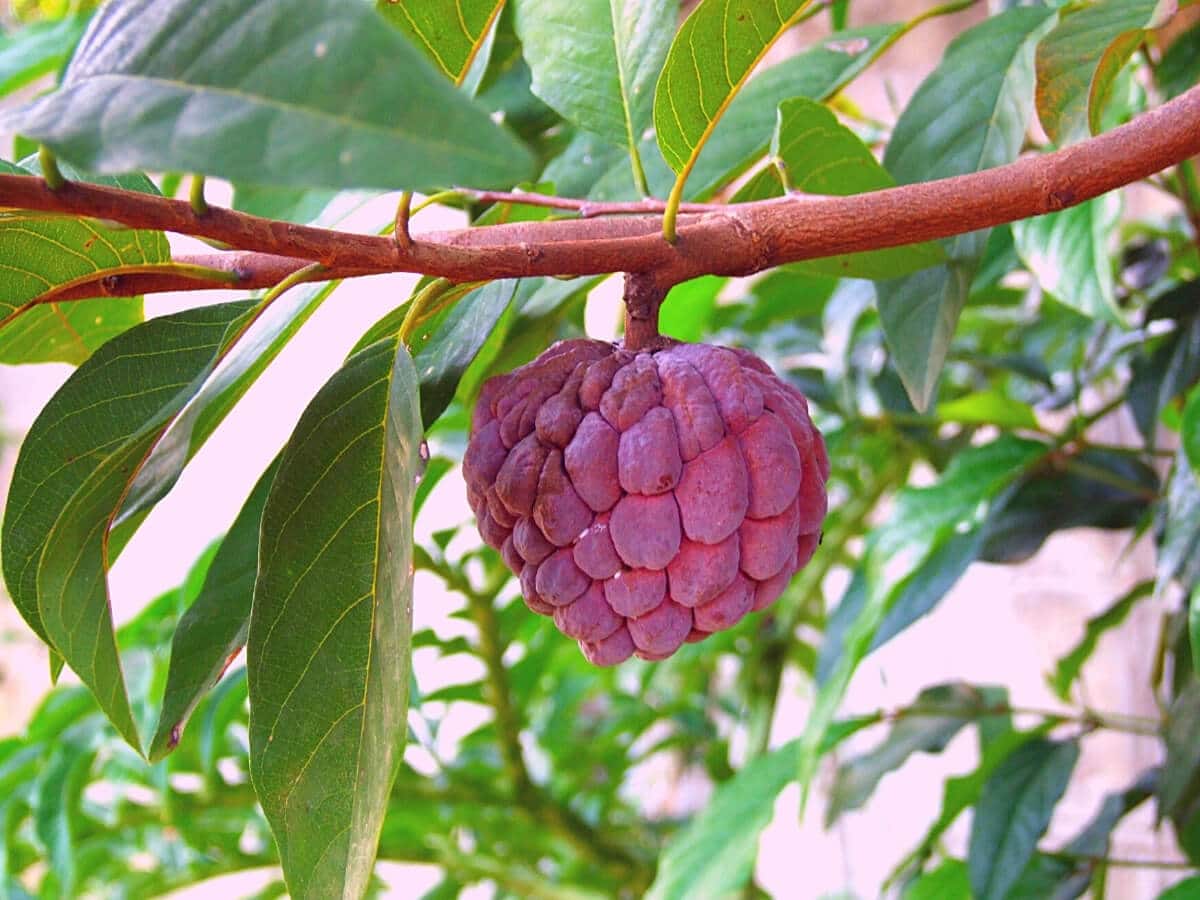 শরিফা