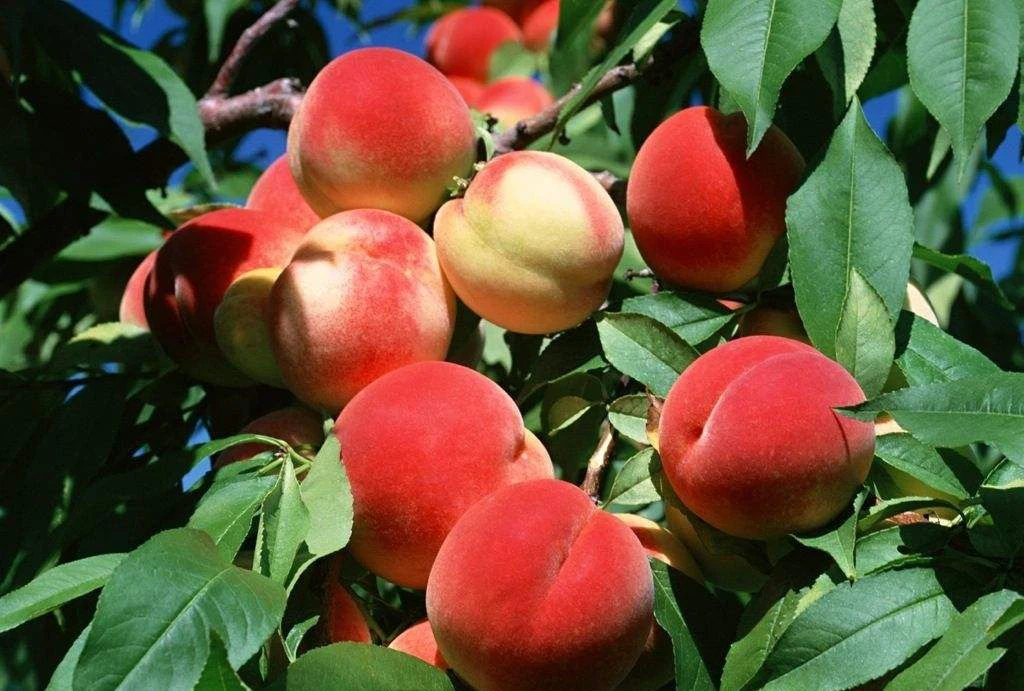 পিচফল