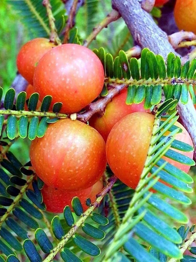 থাই লাল আমলকি