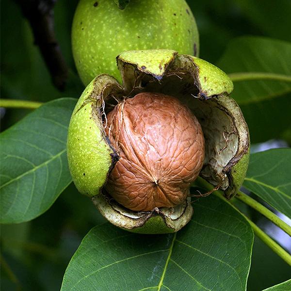আখরোট