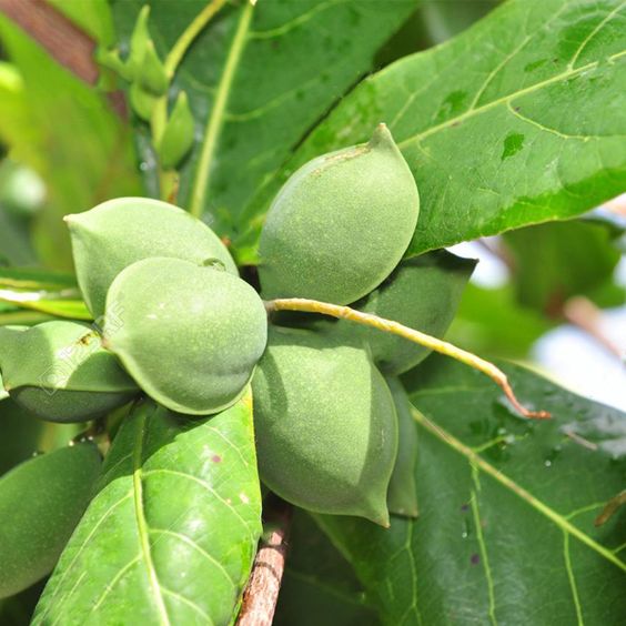 কাঠ বাদাম