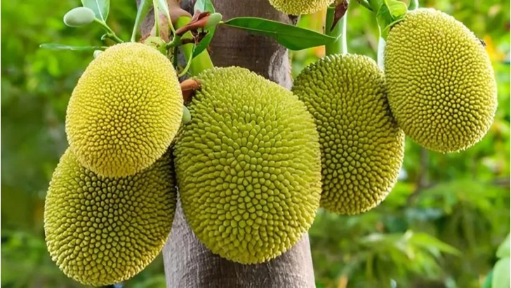 কাঁঠাল