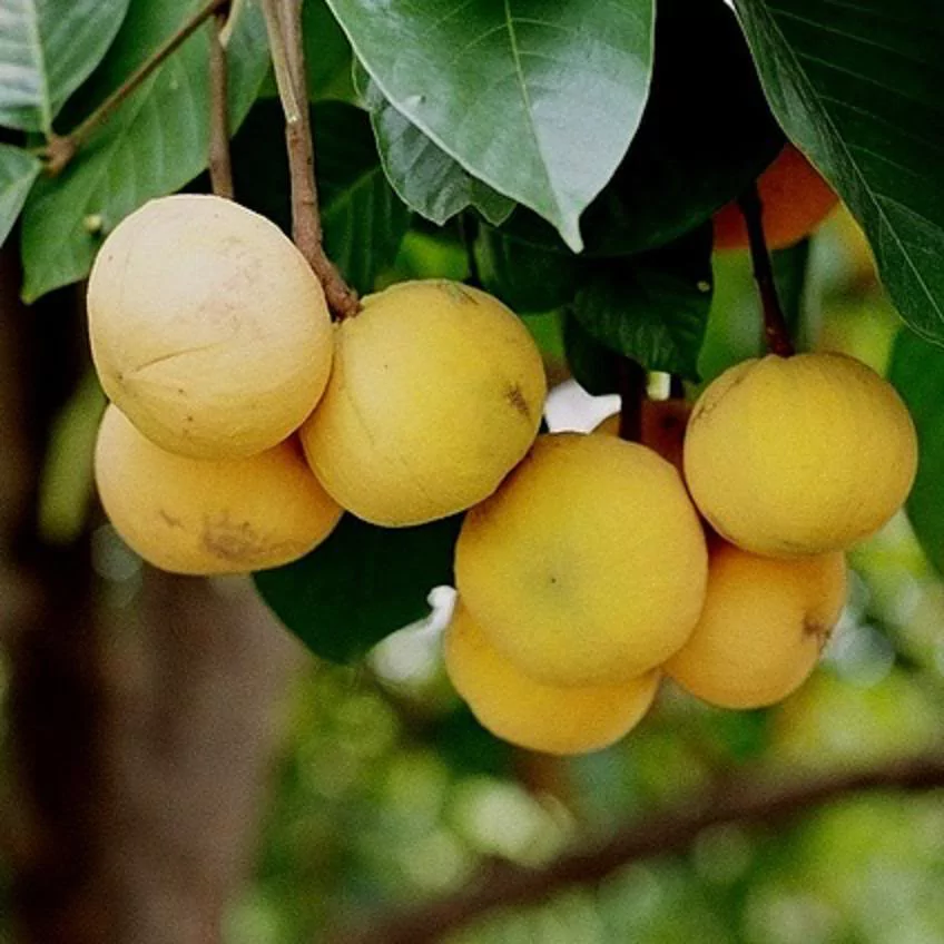 শান্তল ফল
