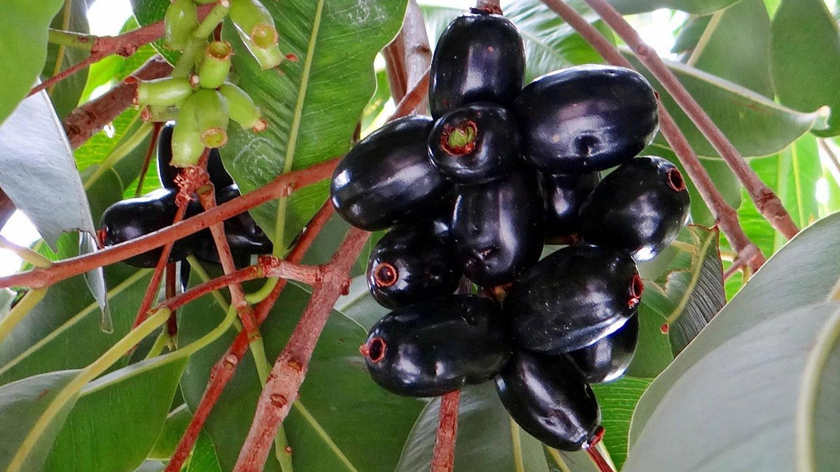 জাম