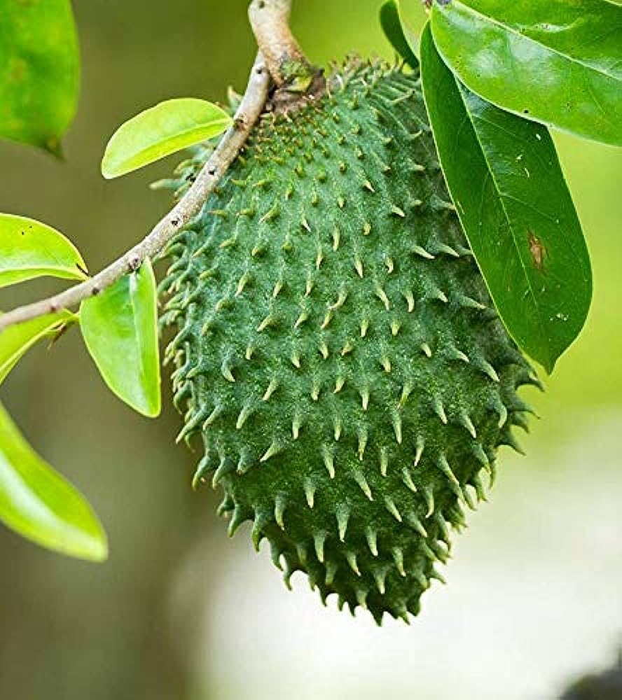 করসল - ক্যান্সার প্রতিরোধক