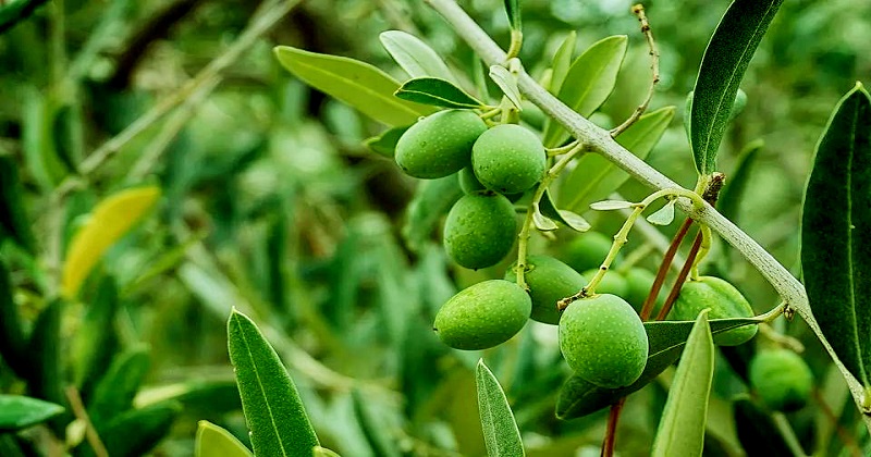 মিষ্টি জলপাই