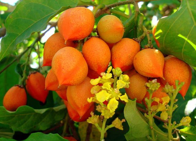 পিনাট বাটার