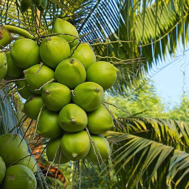 নারিকেল