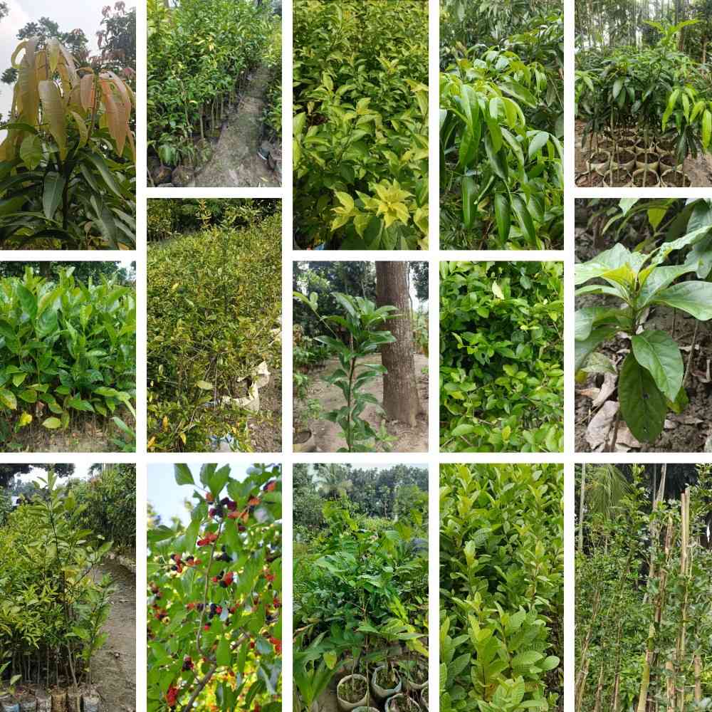 ১৫টি চারার কম্বো প্যাক