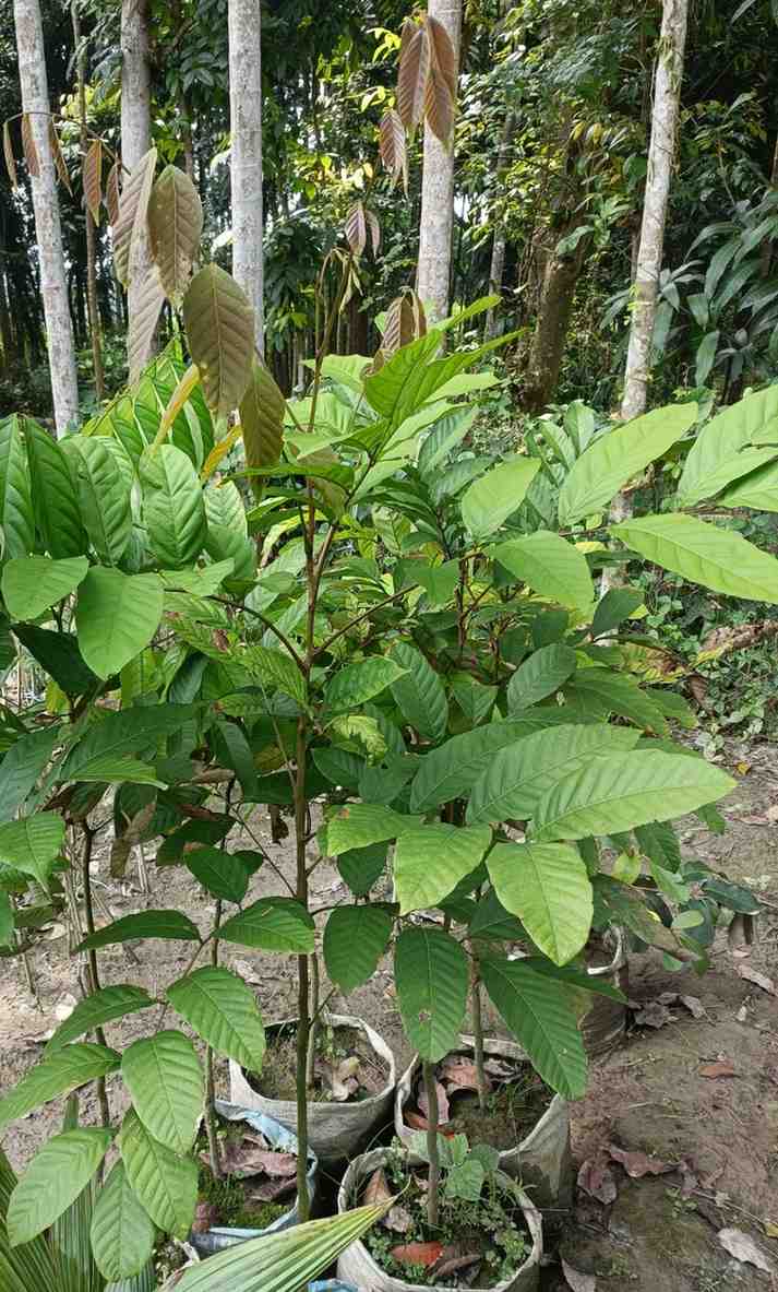 রামভুটান চারা