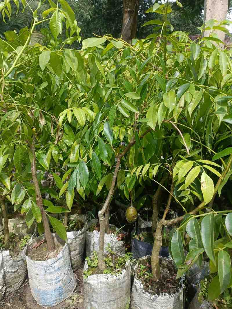 মিষ্ঠি আমড়া চারা