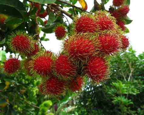 রামবুটান
