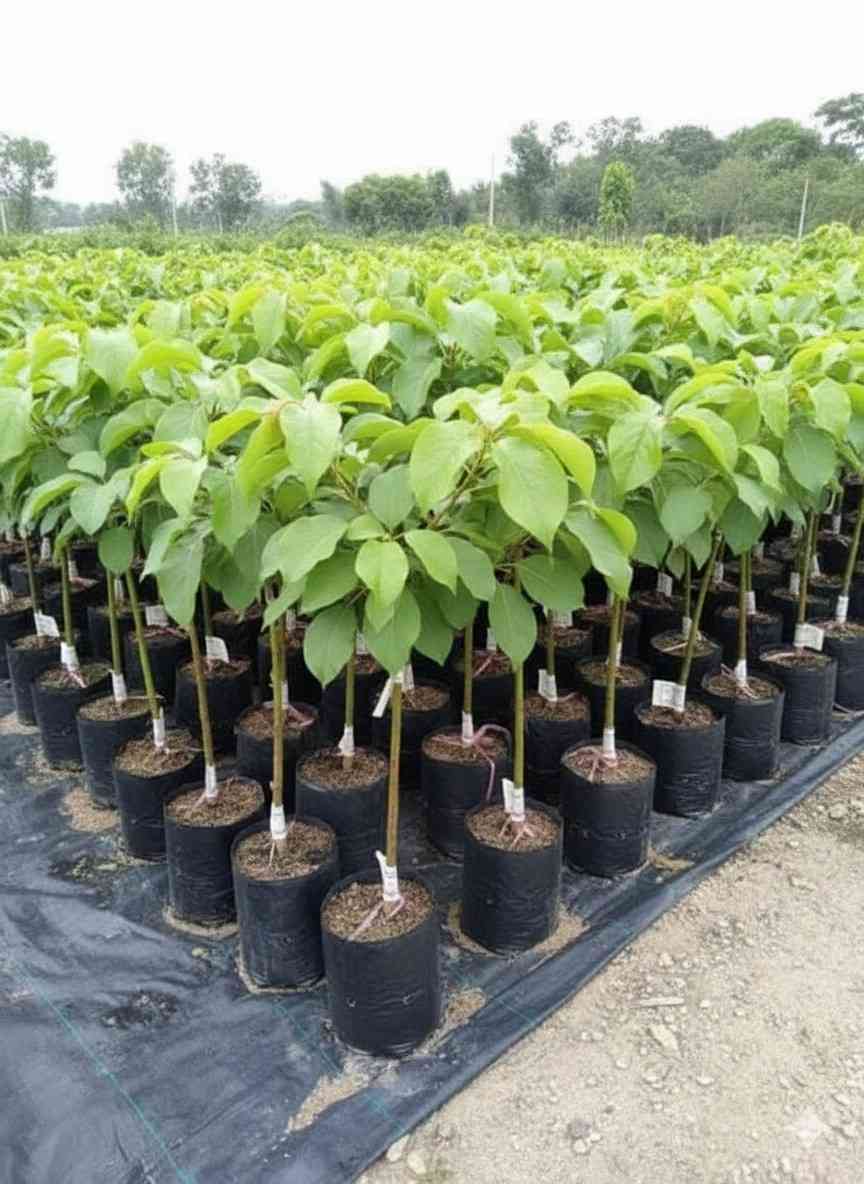 এপ্রিকট  চারা