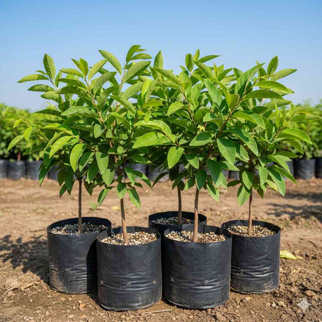 থাই শরিফা চারা