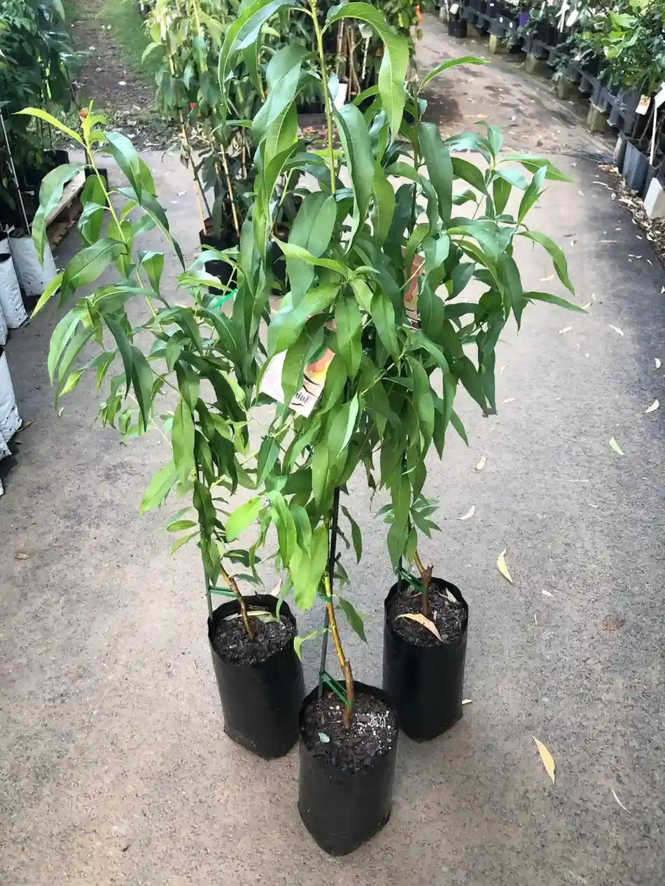 পিসফল চারা