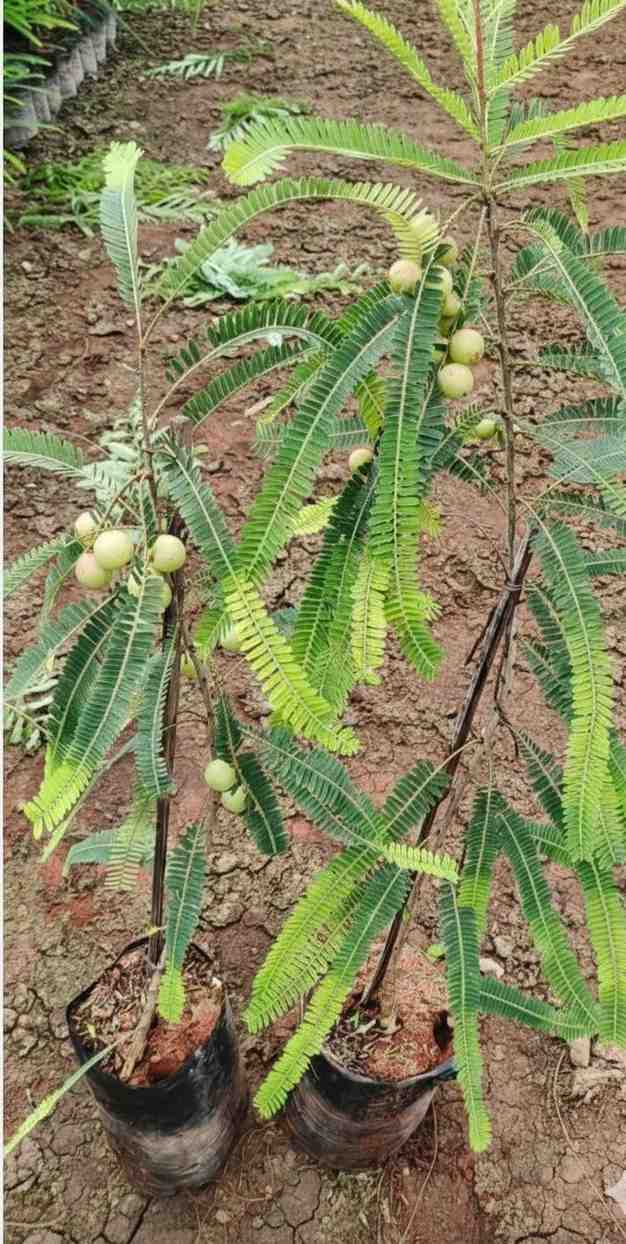 থাই লাল আমলকি