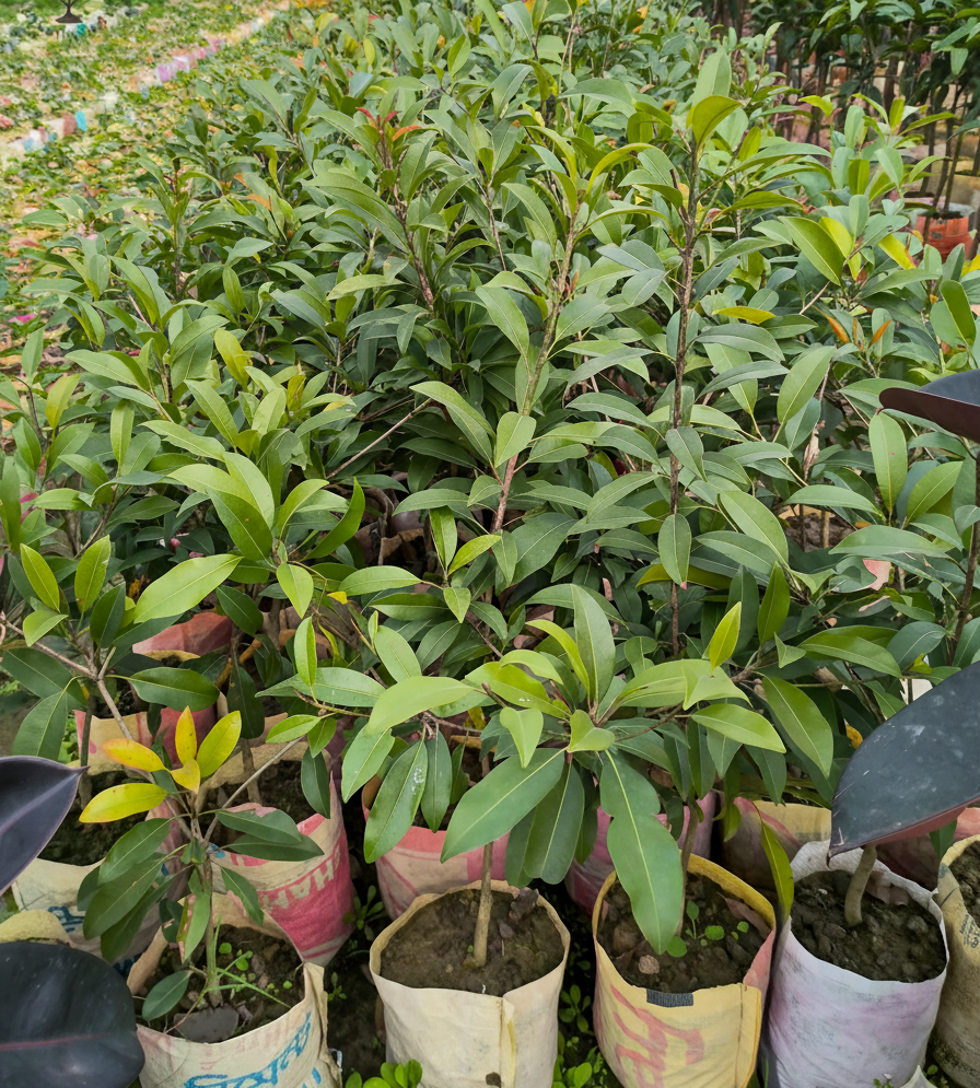 থাই সফেদা 