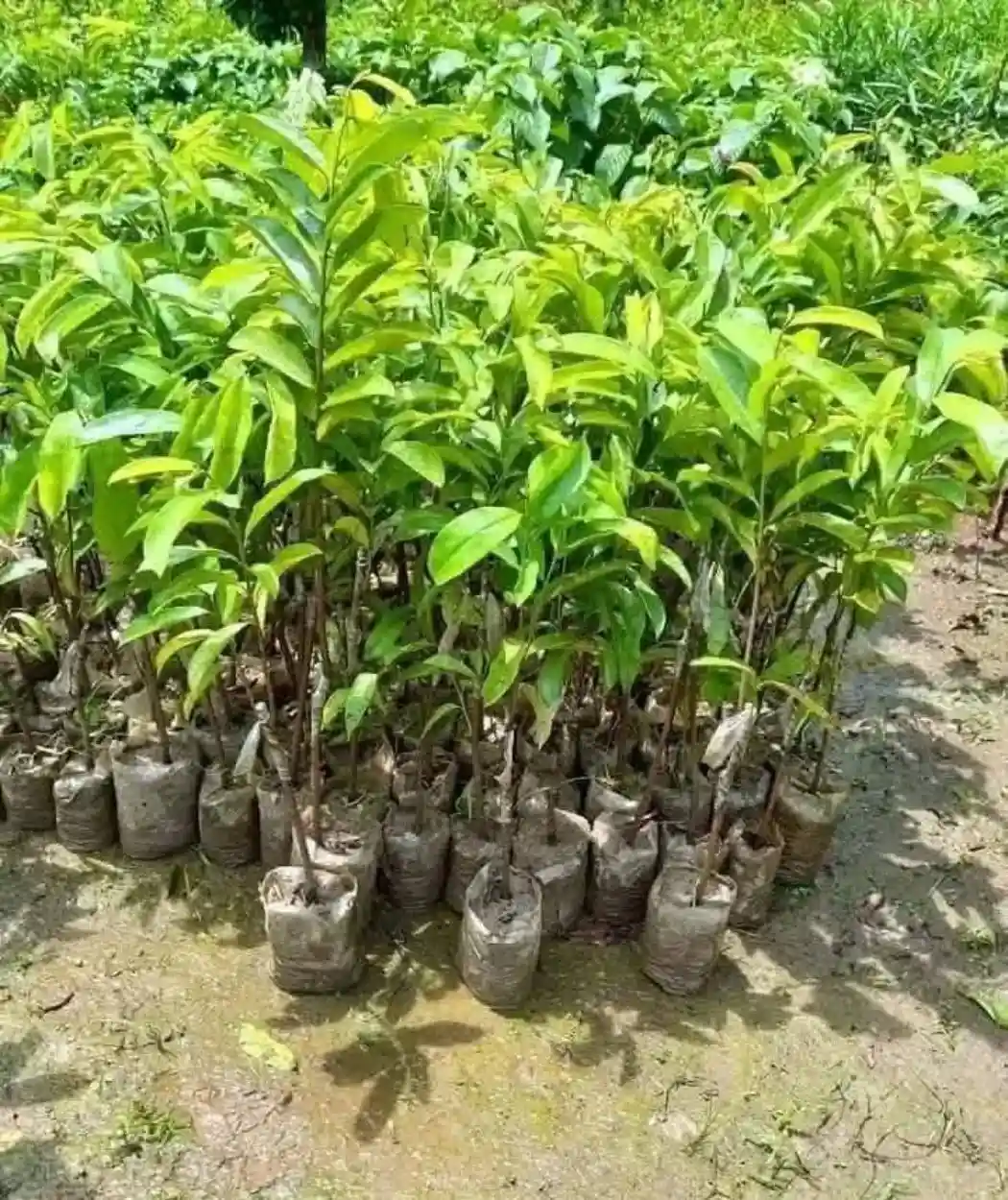 করসল-ক্যান্সার প্রতিরোধক