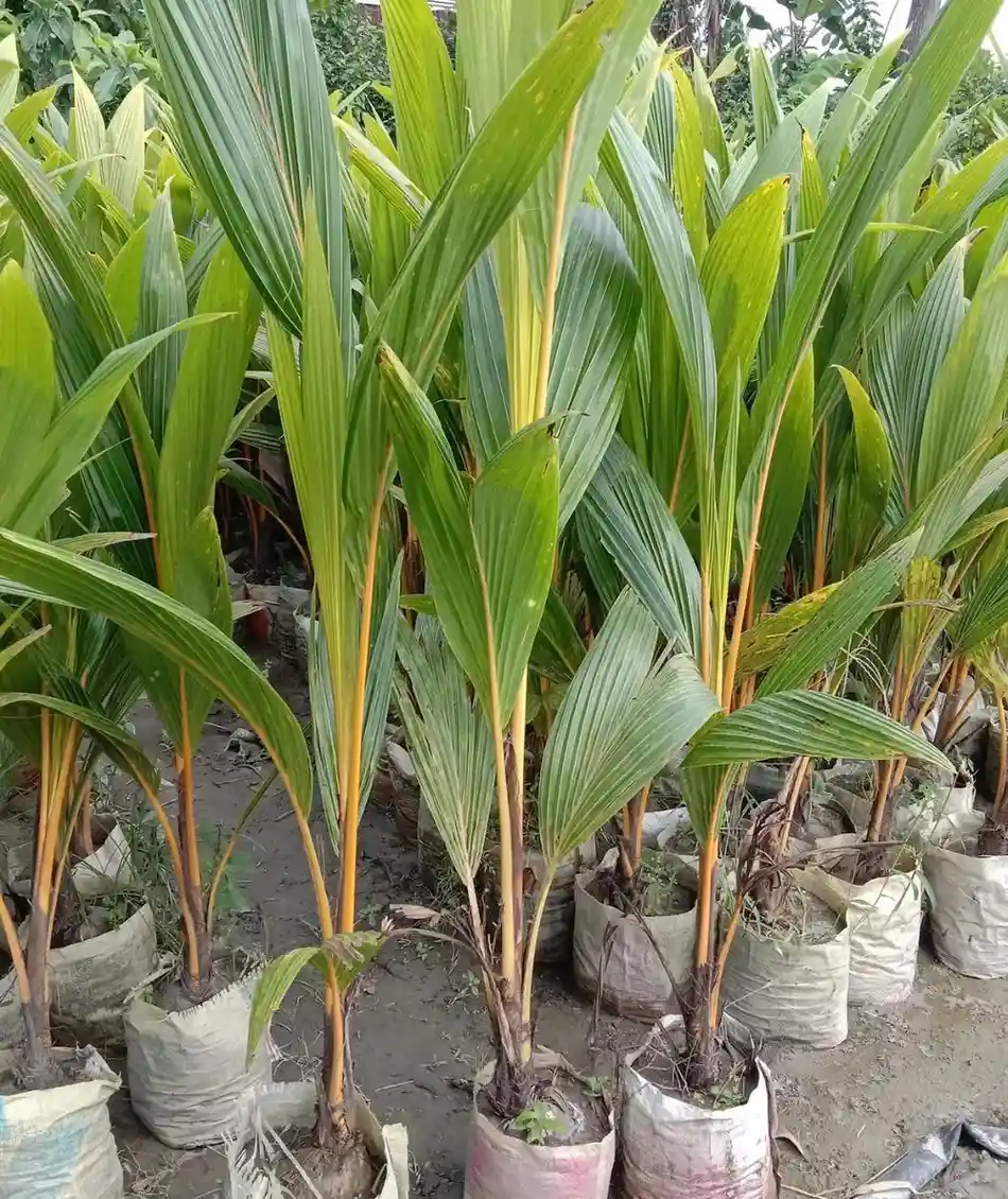 বঙ্গোপদ্দয় নারিকেল চারা
